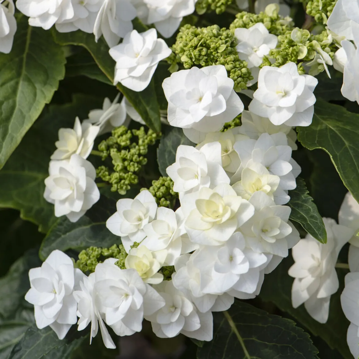 Hortensia Doppio Bianco - Des fleurs doubles éclatantes