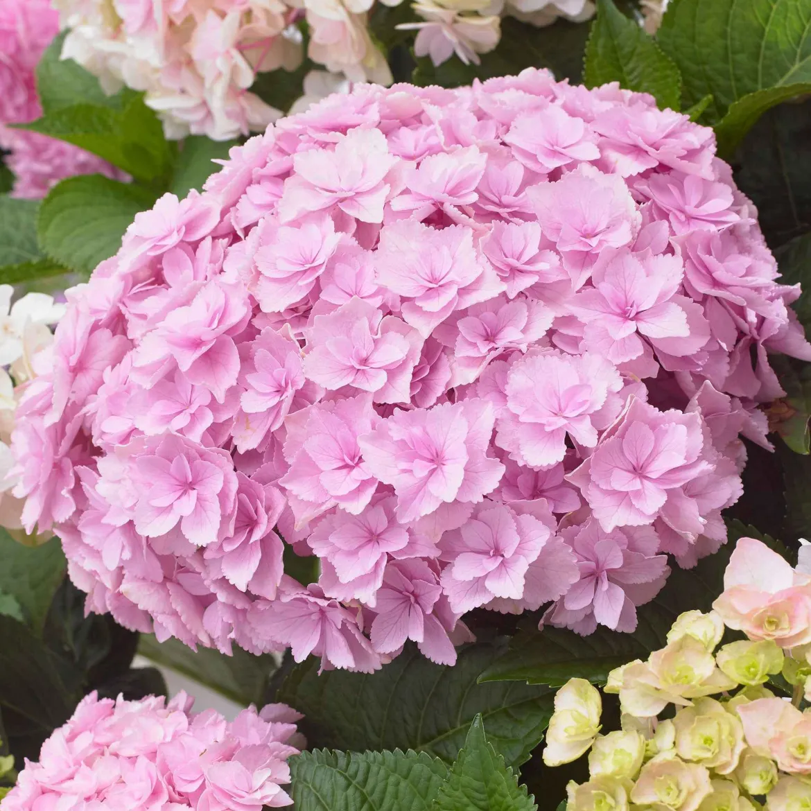 Hortensia 'Doppio Nuvola' - Des fleurs doubles comme un nuage