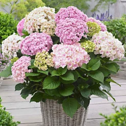 Hortensia 'Doppio Nuvola' - Des fleurs doubles comme un nuage