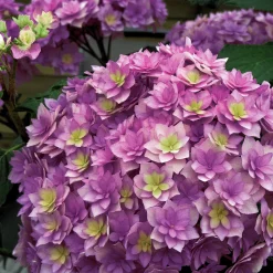Hortensia Expression - Des fleurs roses tout l'été
