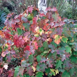 Hortensia à feuilles de chêne - Deux saisons de spectacle