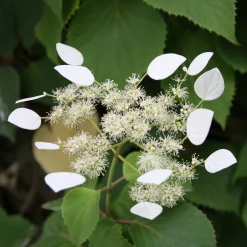 Hortensia grimpant Brookside Little Leaf - Schizophragma - Un mur fleuri sans effort