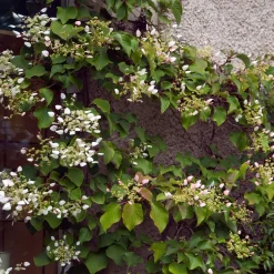 Hortensia grimpant Brookside Little Leaf - Schizophragma - Un mur fleuri sans effort