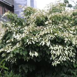 Hortensia grimpant de Chine - Schizophragma - Un mur habillé de fleurs