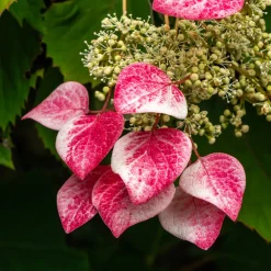 Hortensia grimpant du Japon Roseum - Schizophragma - Un mur fleuri sans effort