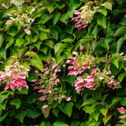 Hortensia grimpant du Japon Roseum - Schizophragma - Un mur fleuri sans effort