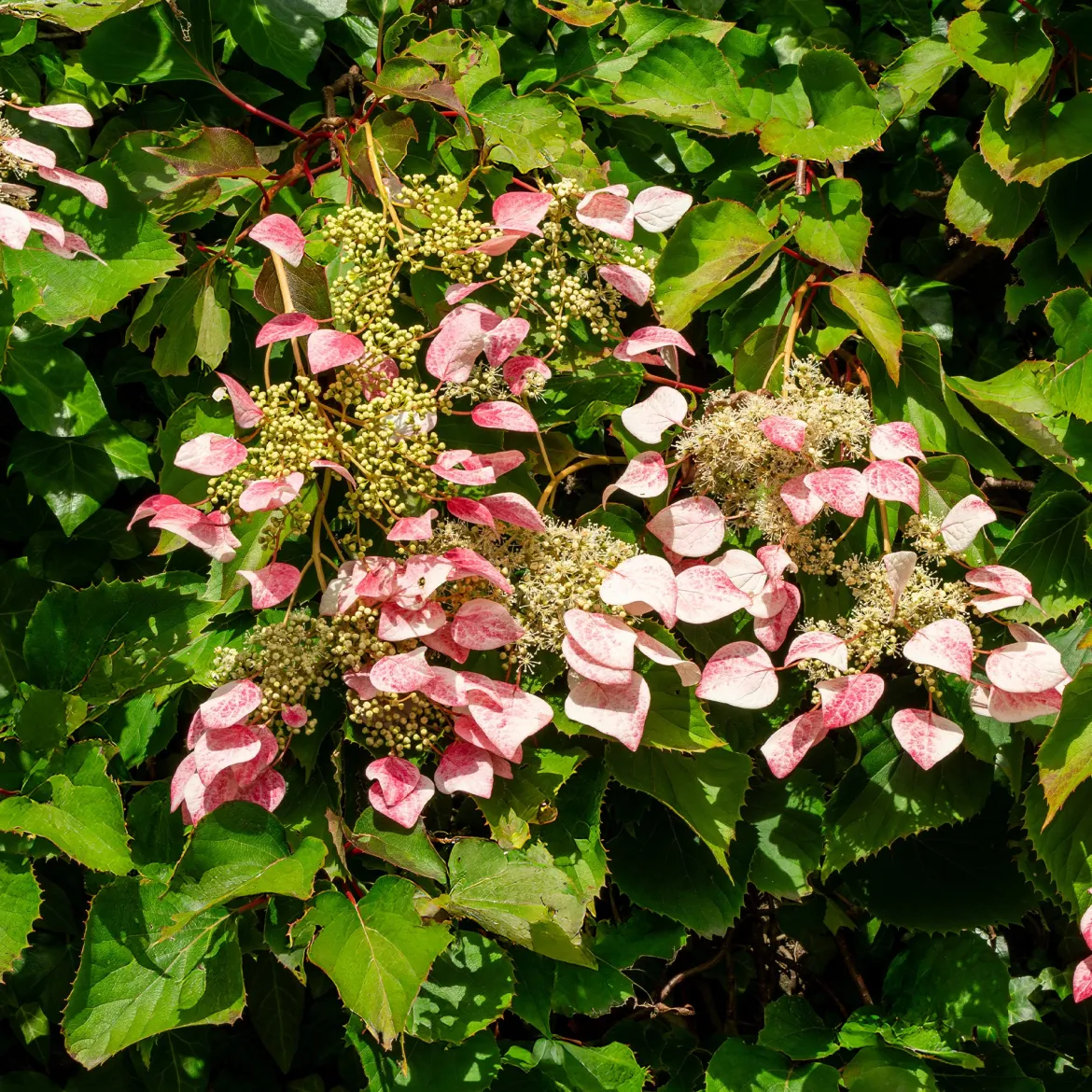 Hortensia grimpant du Japon Roseum - Schizophragma - Un mur fleuri sans effort