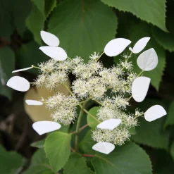 Hortensia grimpant du Japon - Un mur fleuri sans effort