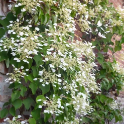 Hortensia grimpant du Japon - Un mur fleuri sans effort