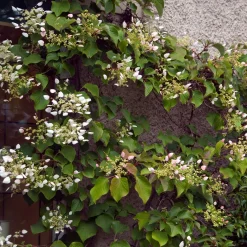 Hortensia grimpant du Japon - Un mur fleuri sans effort