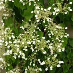 Hortensia grimpant du Japon - Un mur fleuri sans effort