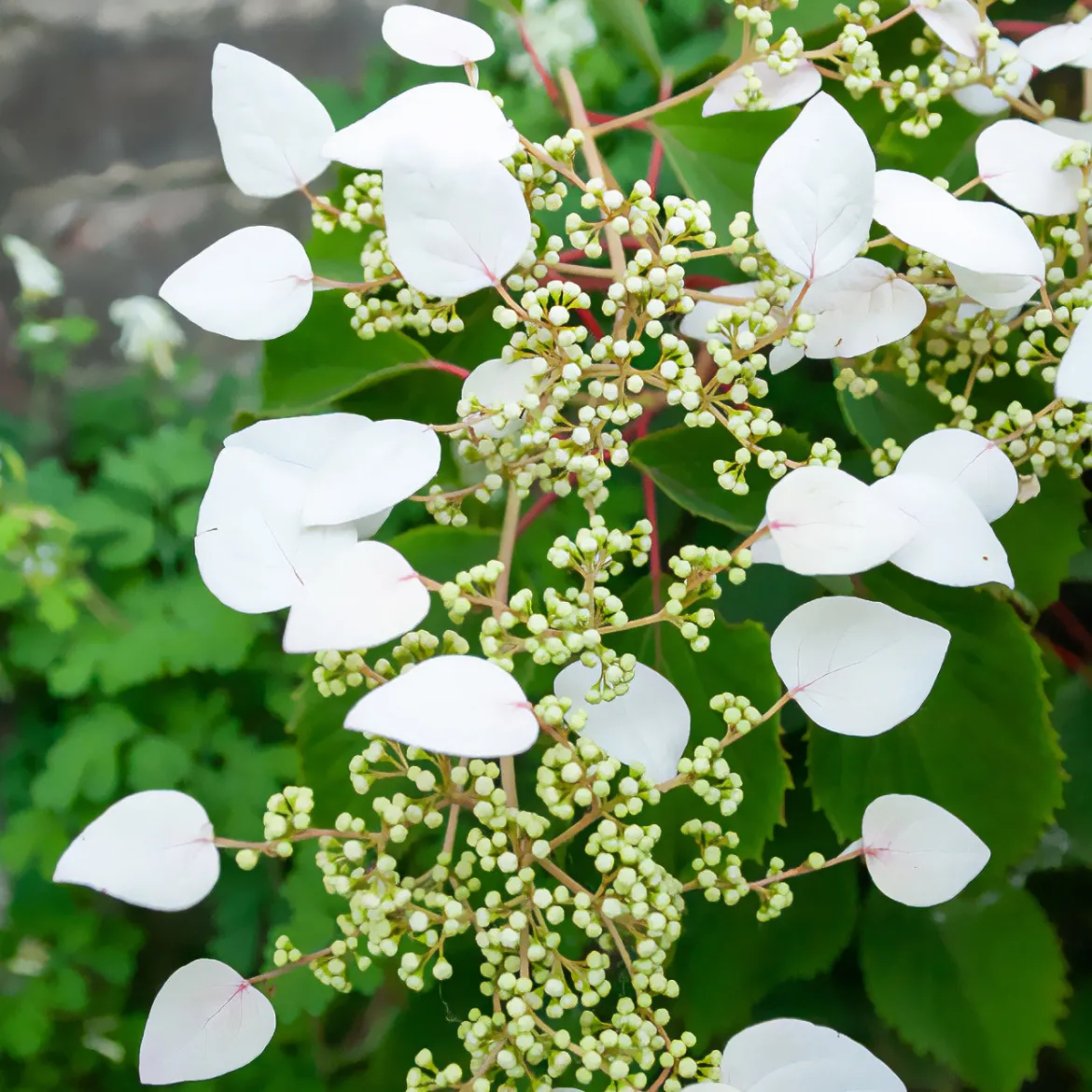 Hortensia grimpant du Japon - Un mur fleuri sans effort