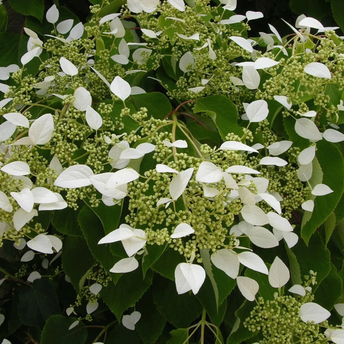 Hortensia grimpant du Japon - Un mur fleuri sans effort