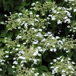 Hortensia grimpant du Japon - Un mur fleuri sans effort