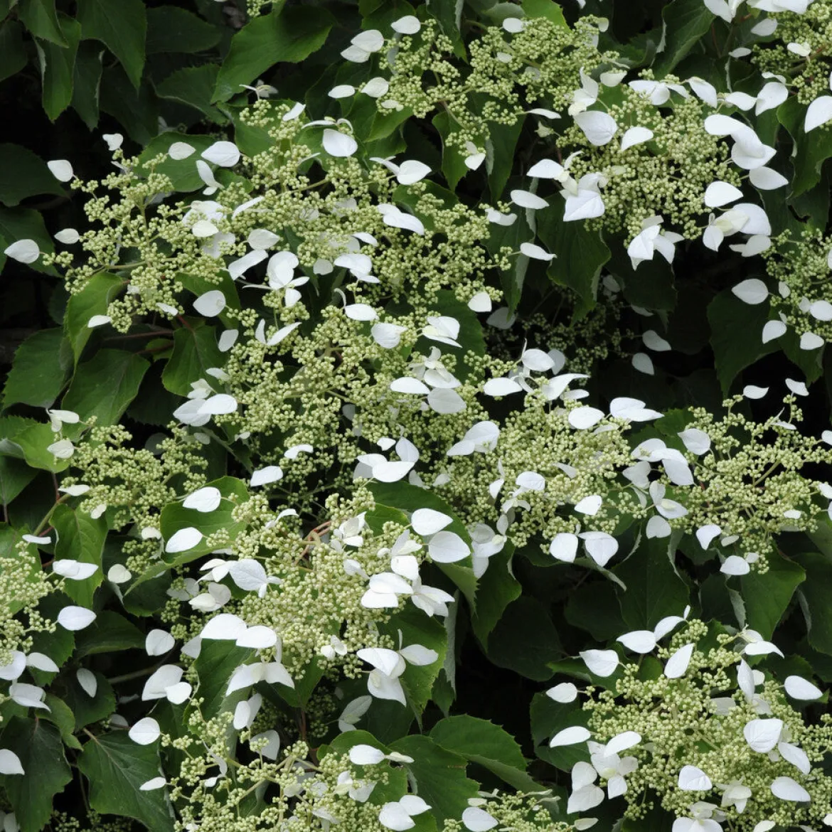 Hortensia grimpant du Japon - Un mur fleuri sans effort