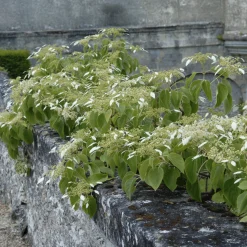 Hortensia grimpant du Japon - Un mur fleuri sans effort