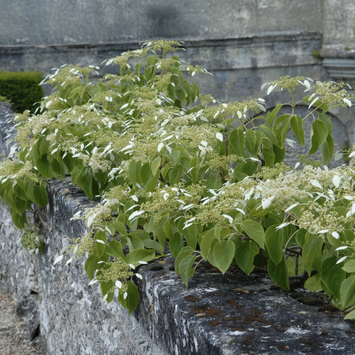 Hortensia grimpant du Japon - Un mur fleuri sans effort