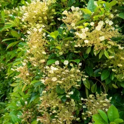 Hortensia grimpant et persistant - Un mur vert toute l'année