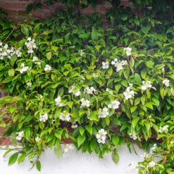 Hortensia grimpant et persistant - Un mur vert toute l'année