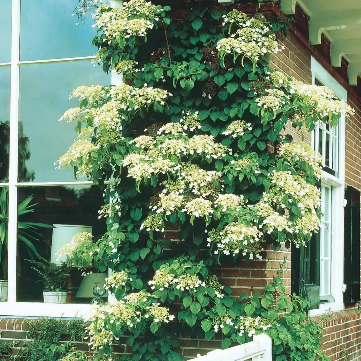 Hortensia grimpant - Un mur fleuri sans effort
