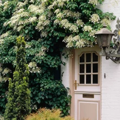 Hortensia grimpant - Un mur fleuri sans effort