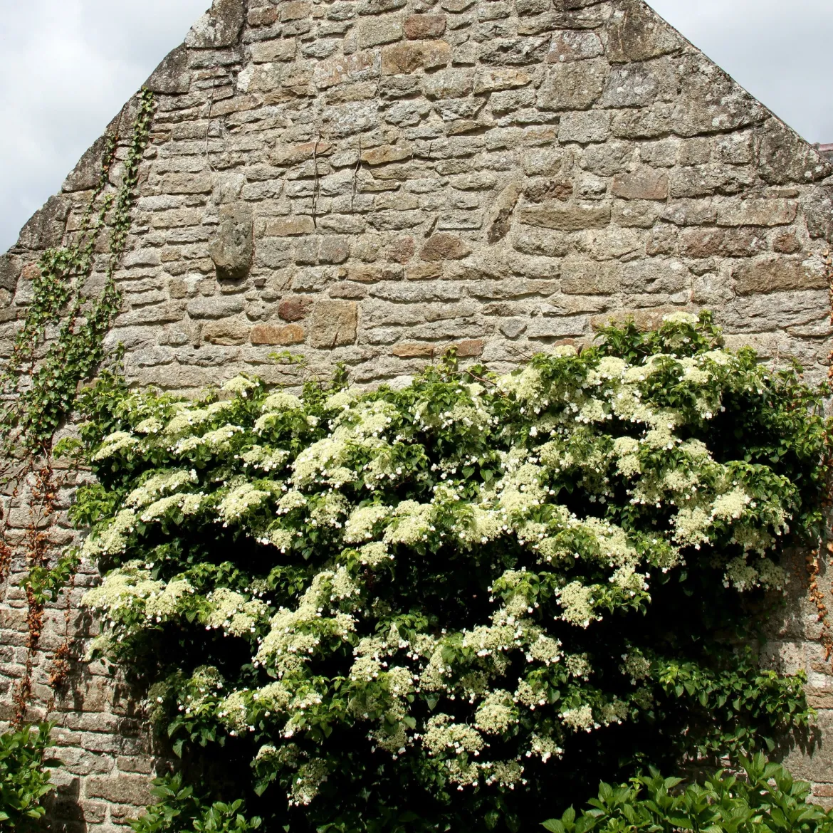 Hortensia grimpant - Un mur fleuri sans effort