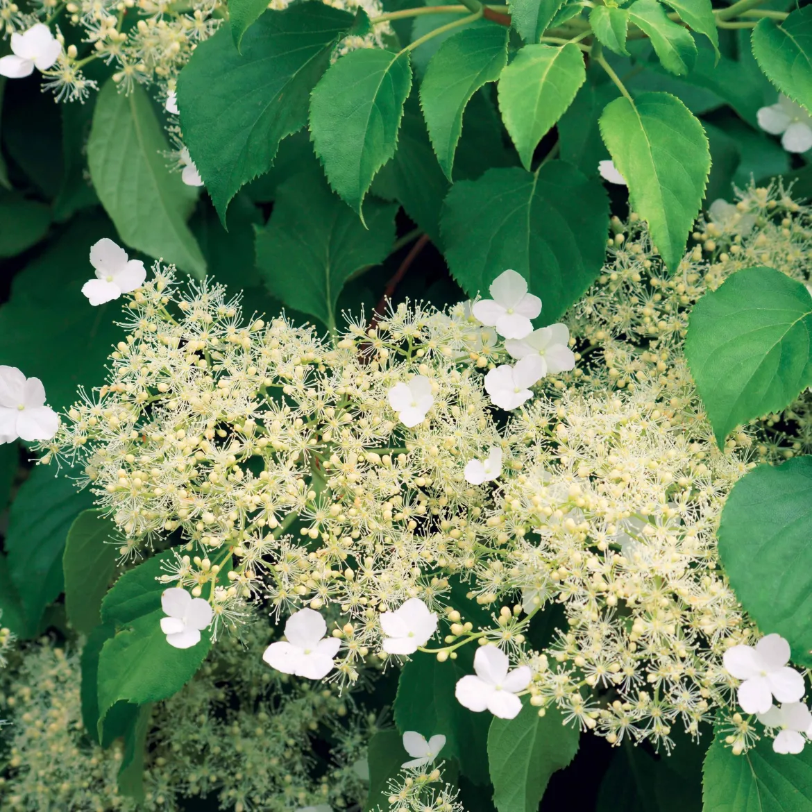 Hortensia grimpant - Un mur fleuri sans effort