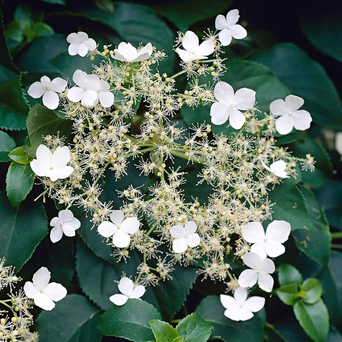 Hortensia grimpant - Un mur fleuri sans effort