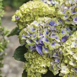 Hortensia 'Jewel' - Des fleurs bleues sans effort