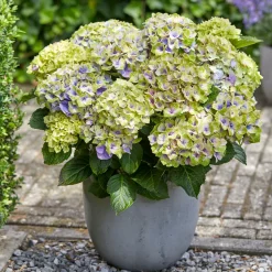 Hortensia 'Jewel' - Des fleurs bleues sans effort