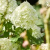 Hortensia Limelight ® sur tige - Un arbre à fleurs prêt à poser