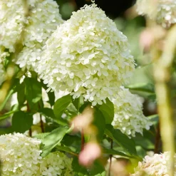 Hortensia Limelight ® sur tige - Un arbre à fleurs prêt à poser