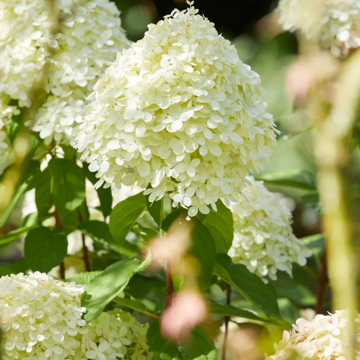Hortensia Limelight ® sur tige - Un arbre à fleurs prêt à poser