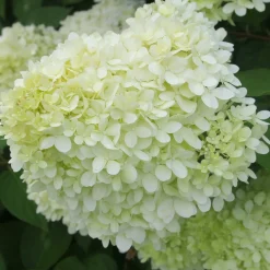 Hortensia Limelight ® sur tige - Un arbre à fleurs prêt à poser