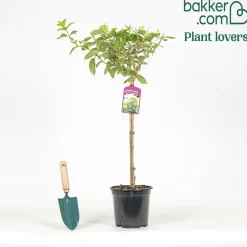 Hortensia Limelight ® sur tige - Un arbre à fleurs prêt à poser