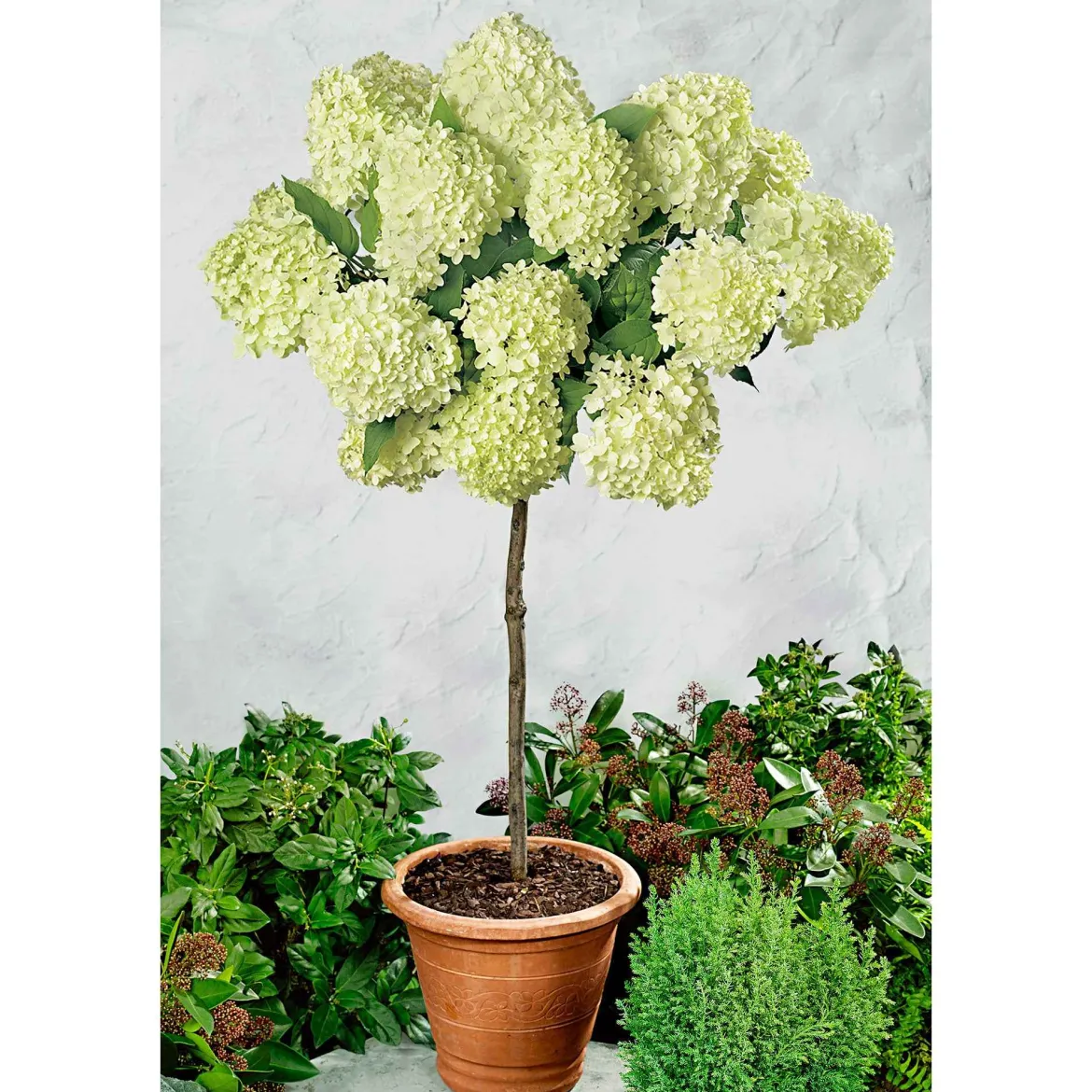 Hortensia Limelight ® sur tige - Un arbre à fleurs prêt à poser