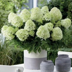 Hortensia 'Little Spooky' - Petit par la taille, grand effet