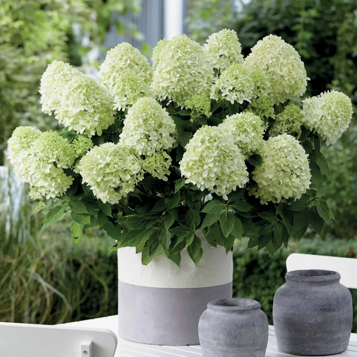 Hortensia 'Little Spooky' - Petit par la taille, grand effet