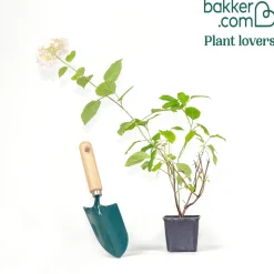 Hortensia Marshmallow ® Candy Bell® - Des fleurs guimauve tout l'été