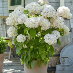 Hortensia Marshmallow ® Candy Bell® - Des fleurs guimauve tout l'été