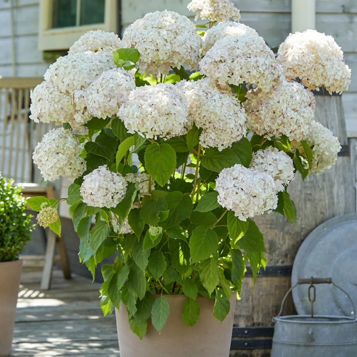 Hortensia Marshmallow ® Candy Bell® - Des fleurs guimauve tout l'été