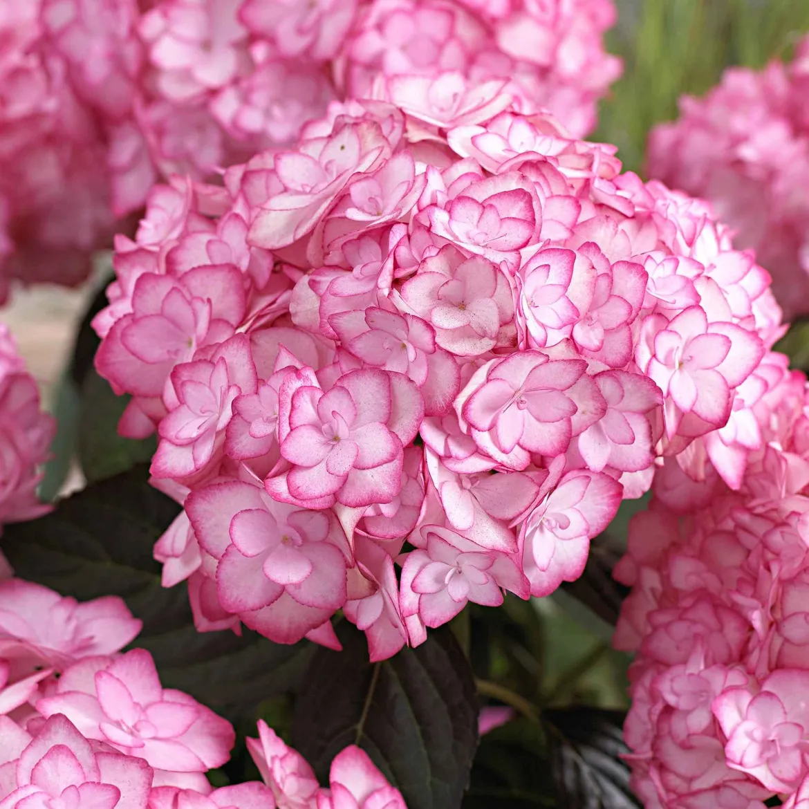 Hortensia 'Miss Saori' - La fleur bicolore qui épate