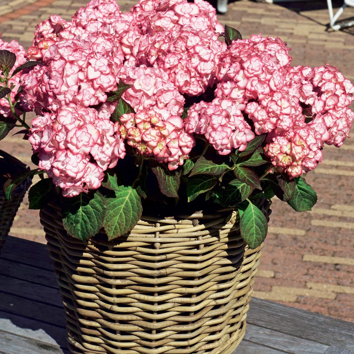 Hortensia 'Miss Saori' - La fleur bicolore qui épate