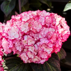 Hortensia 'Miss Saori' - La fleur bicolore qui épate