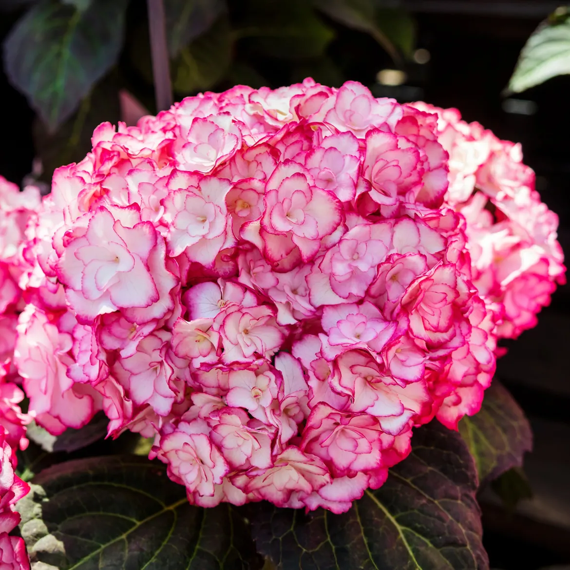 Hortensia 'Miss Saori' - La fleur bicolore qui épate
