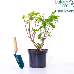 Hortensia paniculé Dentelle de Gorron ® - Une floraison nuage tout l'été