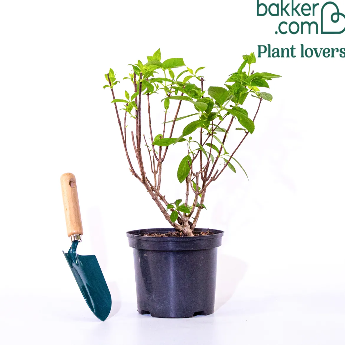 Hortensia paniculé Dentelle de Gorron ® - Une floraison nuage tout l'été