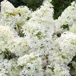 Hortensia paniculé Dentelle de Gorron ® - Une floraison nuage tout l'été