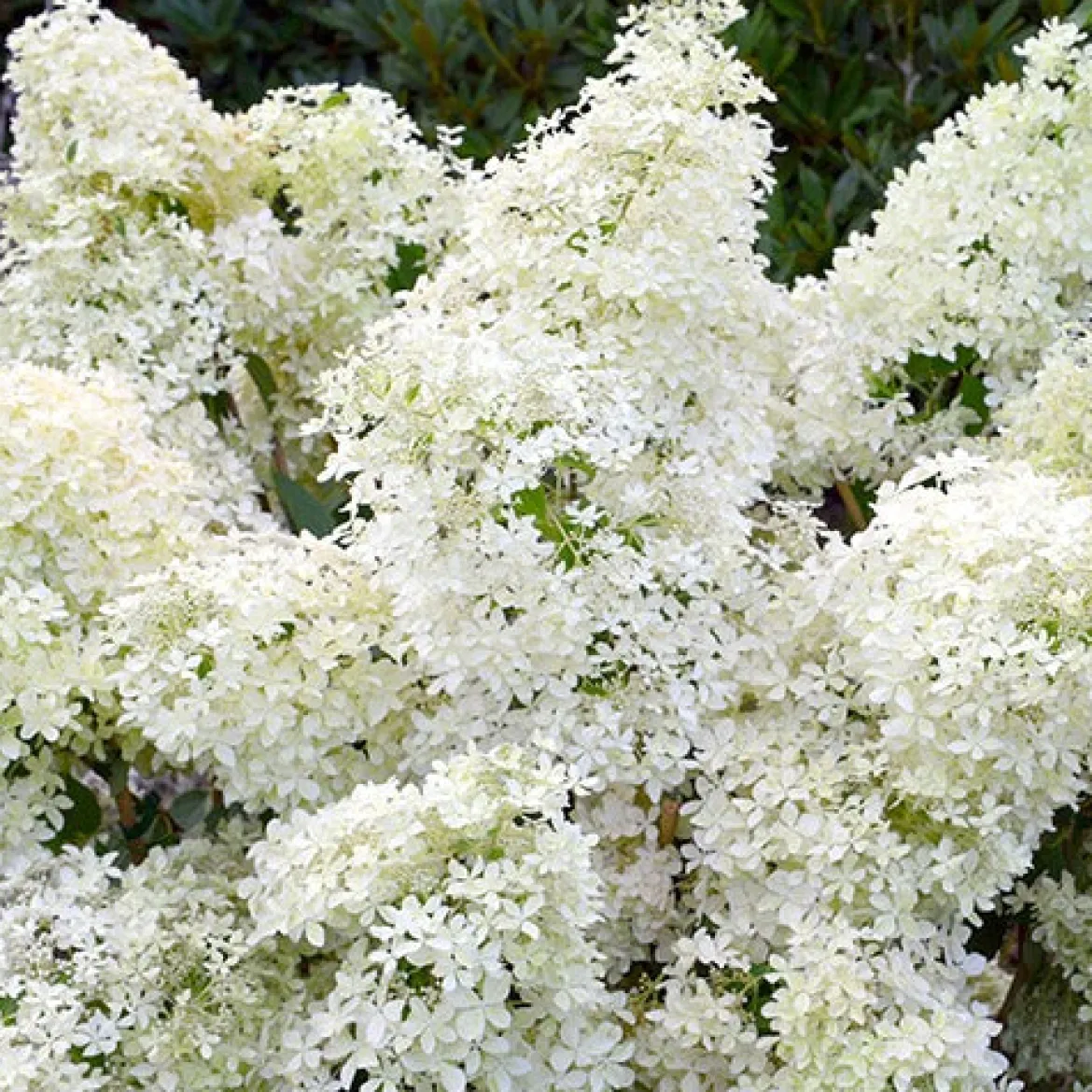 Hortensia paniculé Dentelle de Gorron ® - Une floraison nuage tout l'été