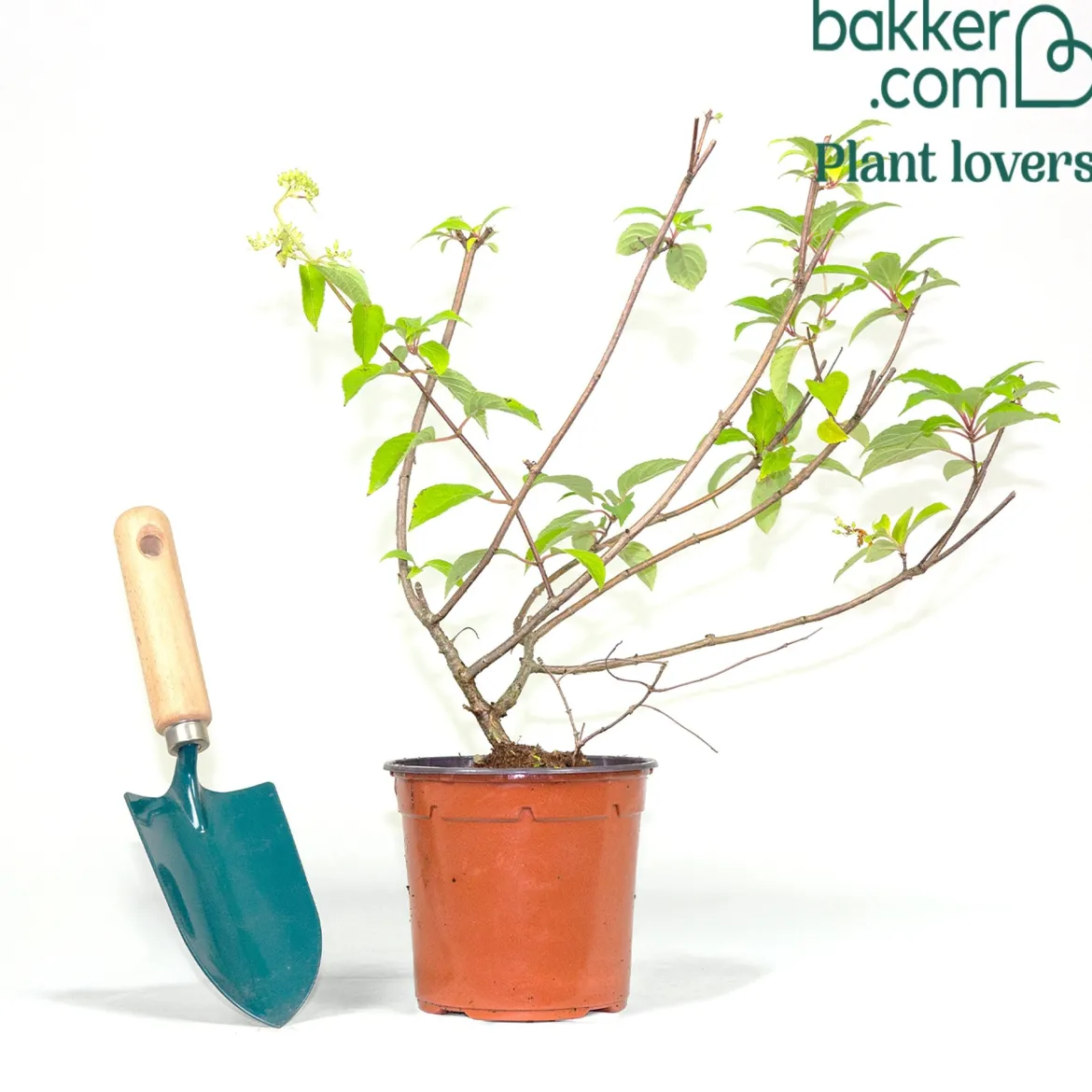 Hortensia paniculé Dentelle de Gorron ® - Une floraison nuage tout l'été